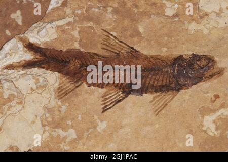 empreinte de poisson fossilisée sur la roche Banque D'Images