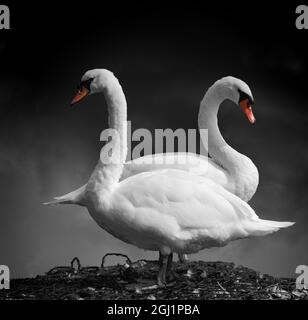 paire de swans muets orientés à l'opposé l'un de l'autre Banque D'Images