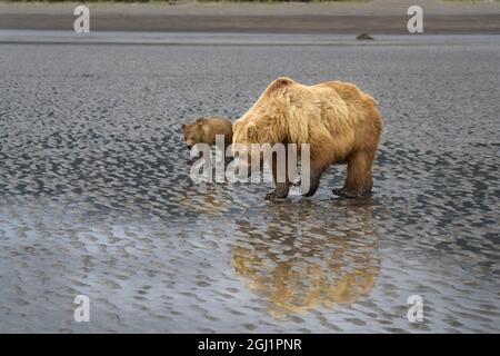 États-Unis, Alaska, parc national de Lake Clark. Ours grizzli truie avec un cub à la recherche de palourdes au lever du soleil. Banque D'Images