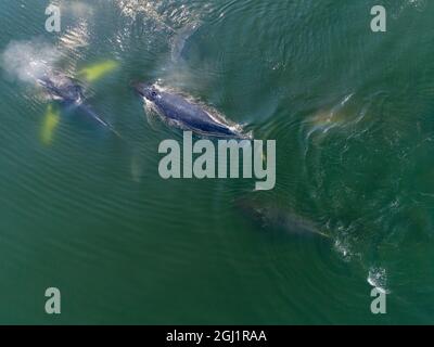 USA, Alaska, vue aérienne de baleines à bosse (Megaptera novaeangliae) plongée plongée de surface de Frederick Sound sur après-midi d'été Banque D'Images