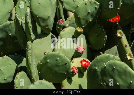 États-Unis, Californie, Santa Barbara. Montecito. Cactus poire pickly en fleur. Banque D'Images