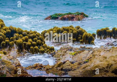 Varech dans la région de Tidal de Bean Hollow Beach, Californie, États-Unis Banque D'Images