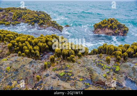 Varech dans la région de Tidal de Bean Hollow Beach, Californie, États-Unis Banque D'Images