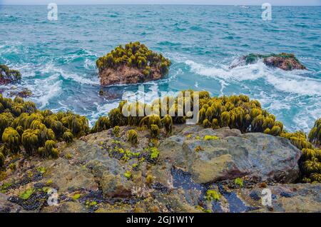 Varech dans la région de Tidal de Bean Hollow Beach, Californie, États-Unis Banque D'Images