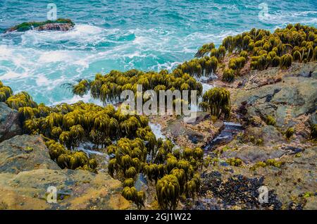 Varech dans la région de Tidal de Bean Hollow Beach, Californie, États-Unis Banque D'Images