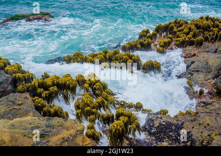 Varech dans la région de Tidal de Bean Hollow Beach, Californie, États-Unis Banque D'Images