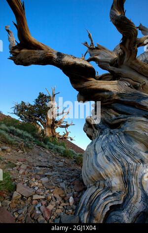 Californie. Ancien pin de Bristlecone dans les montagnes blanches. Banque D'Images