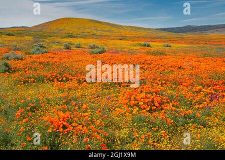 États-Unis, Californie, Superbloom à flanc de colline près de Lancaster. Champs aurifères jaunes, filigrane bleu et violet et coquelicots lupin et orange Banque D'Images