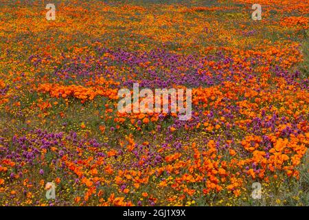 États-Unis, Californie, superbloom près de Lancaster. Les champs aurifères jaunes, le Clover de Purple Owl et les coquelicots orange Banque D'Images