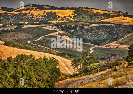 Vignobles, Paso Robles, Californie. Banque D'Images