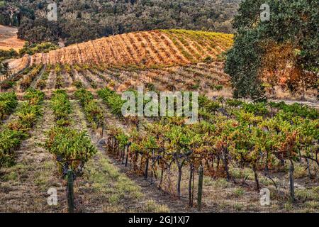 Vignobles, Paso Robles, Californie. Banque D'Images