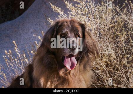 Leonberger sur des blocs de granit Banque D'Images