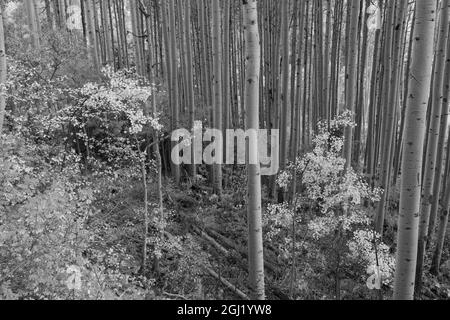 États-Unis, Colorado, forêt nationale d'Uncompahgre. Aspen grove. Banque D'Images