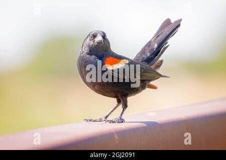 États-Unis, Colorado, fort Collins. Gros plan blackbird à ailes rouges pour hommes. Banque D'Images