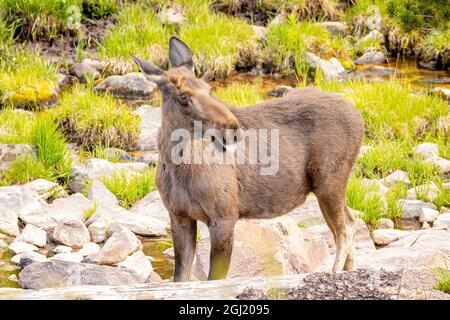 États-Unis, Colorado, Cameron Pass. Gros plan sur l'orignal de taureau d'année. Banque D'Images