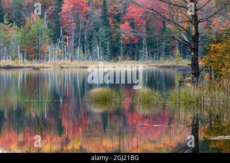 Couleurs d'automne et de la brume sur le lac Conseil reflétant au lever du soleil, Hiawatha National Forest, la péninsule du Michigan. Banque D'Images