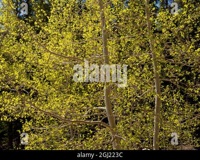 Aspen, parc national de Great Basin, Nevada Banque D'Images