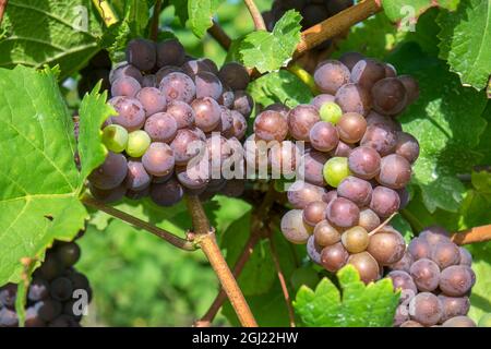 Raisins sur la vigne, la vigne de Anyela, Skaneateles, New York, USA Banque D'Images