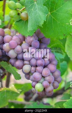 Raisins sur la vigne, la vigne de Anyela, Skaneateles, New York, USA Banque D'Images