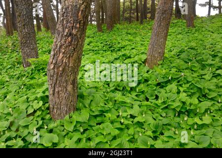 États-Unis, Oregon, comté de Lincoln. Plantes de muguet et épinettes de sitka. Banque D'Images