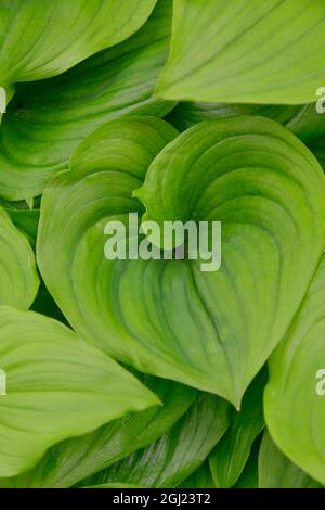 États-Unis, Oregon, comté de Lincoln. Plantes de lys faux gros plan. Banque D'Images