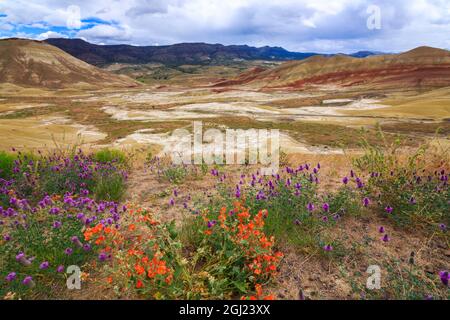 États-Unis, Oregon central, Redmond, Bend, Mitchell. Série de collines basses argileuses rayées en bandes colorées de minéraux, de cendres et de dépôts d'argile. Fleur sauvage du désert Banque D'Images