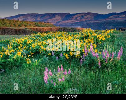 Fleurs sauvages de lupin et de balsamroot dans la gorge de la rivière Columbia près de Hood River, Oregon. Banque D'Images