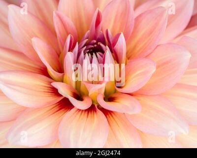 États-Unis, Oregon, Canby, Clackamas County. Macro d'une variété de dahlia. Banque D'Images