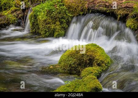 De petites cascades d'eau s'écoulant sur des roches mossy du ruisseau Olalie près de la rivière McKenzie, de la forêt nationale de Willamette, des montagnes Cascade, en Oregon. Banque D'Images
