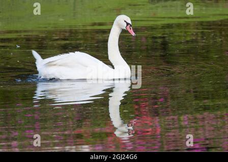 Mute Swan dans un petit bassin réflexion printemps Middleton place Plantation, Caroline du Sud Banque D'Images