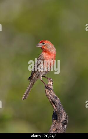 Maison Finch (Carpodacus mexicanus) mâle perchée Banque D'Images