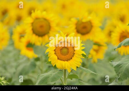 Tournesol commun, Helianthus annuus, champ en fleur, Texas, États-Unis Banque D'Images