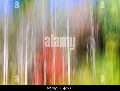 USA, Ohio, Cherokee National Forest. Arbre abstrait reflets dans l'étang. En tant que crédit : Don Paulson / Jaynes Gallery / DanitaDelimont.com Banque D'Images