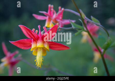 ÉTATS-UNIS. Etat de Washington. Crimson (Red) Columbine (Aquilegia formosa) fleuriit au mont Parc national de Rainier. Banque D'Images