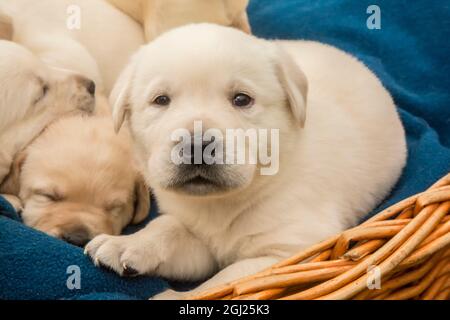 Portée de un mois chiots Labrador jaune. (PR) Banque D'Images