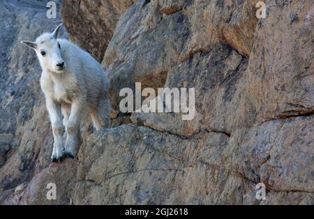 WA, lacs de montagne Désert, Ingalls Lake, le Kid (bébé) chèvre sur falaise Banque D'Images