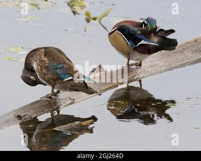 WA, terres humides de la baie de Juanita, canards de bois, homme (Aix Sponsa) Banque D'Images