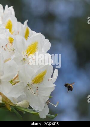 Etat de Washington. Abeille à queue noire sur fleur de rhododendron Banque D'Images