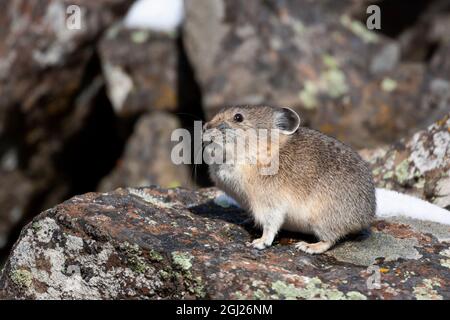 Parc national de Yellowstone, pika américaine sur un rocher. Banque D'Images