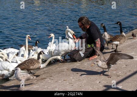 Homme tatoué donnant du pain à des cygnes et des oies sur Marine Lake à Southport, Merseyside, Royaume-Uni. Alimentation complémentaire en hiver du troupeau résident. Banque D'Images