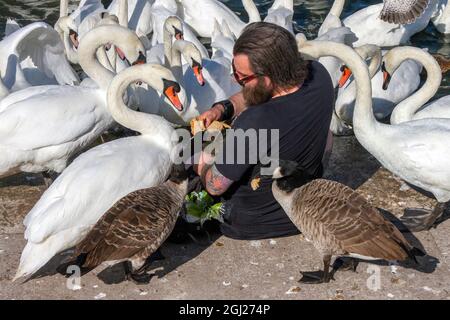 Homme tatoué donnant du pain à des cygnes et des oies sur Marine Lake à Southport, Merseyside, Royaume-Uni. Alimentation complémentaire en hiver du troupeau résident. Banque D'Images