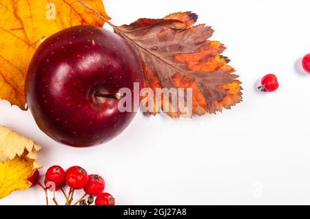 Composition artistique d'automne - feuilles séchées variées, citrouilles, fruits, baies de rowan sur fond blanc.Automne, automne, halloween, Thanksgiving Day concept Banque D'Images