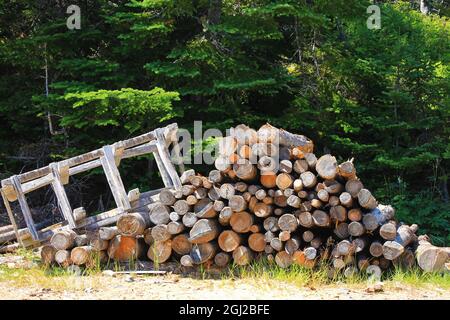 Une pile de billes sur le côté d'une route rurale, en face d'une forêt à feuilles persistantes. Banque D'Images