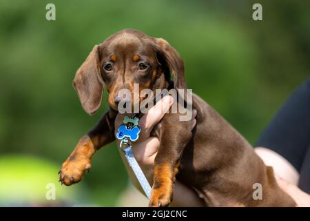 Le chiot de Dachshund étant tenu entre les mains du propriétaire Banque D'Images
