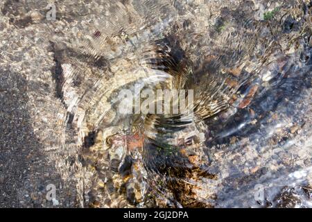 Petit bain bouillonnant dans un ruisseau de montagne d'eau cristalline. Gros plan Banque D'Images