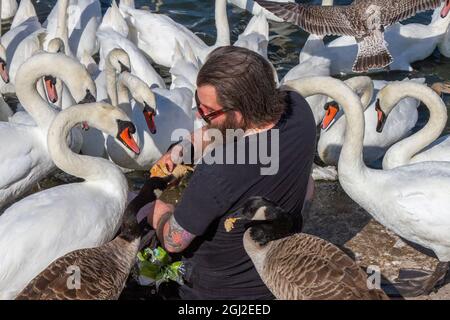 Homme tatoué donnant du pain à des cygnes et des oies sur Marine Lake à Southport, Merseyside, Royaume-Uni. Alimentation complémentaire en hiver du troupeau résident. Banque D'Images