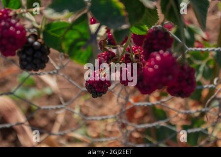 Gros plan de baies violettes mûres Banque D'Images