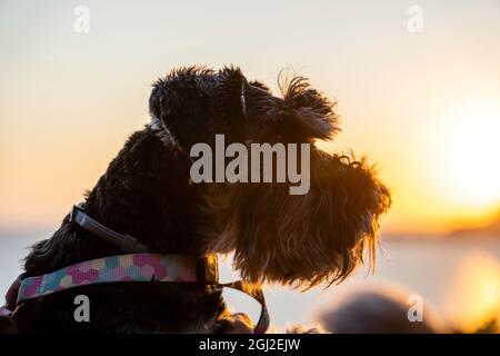 Portrait de schnauzer miniature noir et argent photographiez dans la nature au coucher du soleil, en gros plan, à l'extérieur Banque D'Images