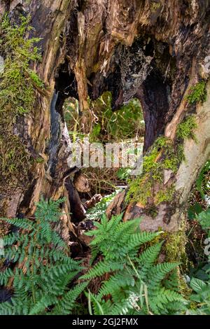 Gros plan sur un trou en forme de cœur dans un tronc d'arbre mort et en décomposition Banque D'Images