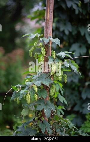 Une plante de houblon poussant sur un poteau en bois Banque D'Images
